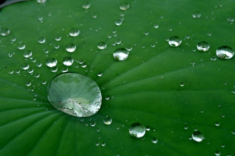 荷葉表面的疏水原理