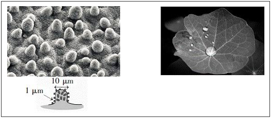 荷葉表面的微觀結(jié)構(gòu)及超疏水效果