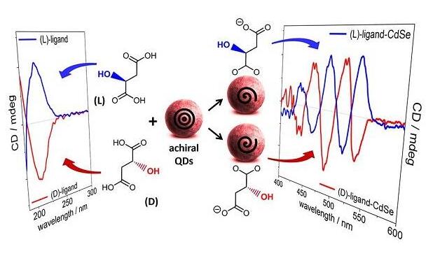 手性無(wú)巰基羧酸功能化CdSe量子點(diǎn)：解密配體誘導(dǎo)手性的結(jié)構(gòu)要求