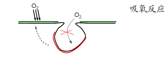 吸氧反應(yīng)—孔內(nèi)缺氧、孔外富氧—供氧差異電池