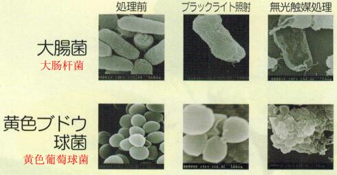 光觸媒使大腸桿菌和黃色葡萄球菌變形從而失去活性