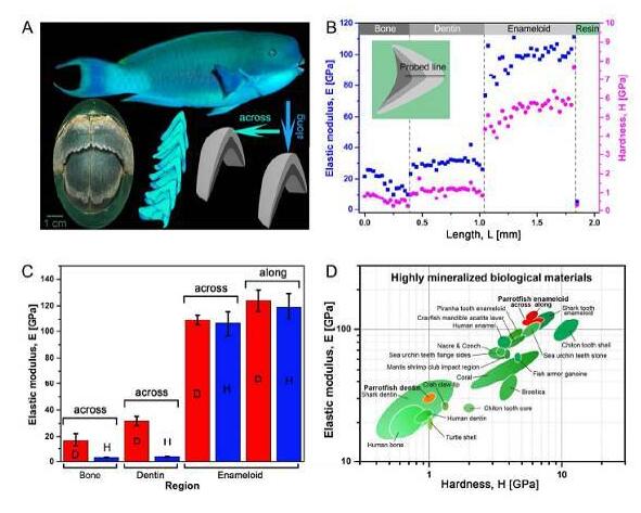 ACS Nano：鸚哥魚牙齒的微觀結(jié)構(gòu)研究——堅(jiān)硬的生物礦石